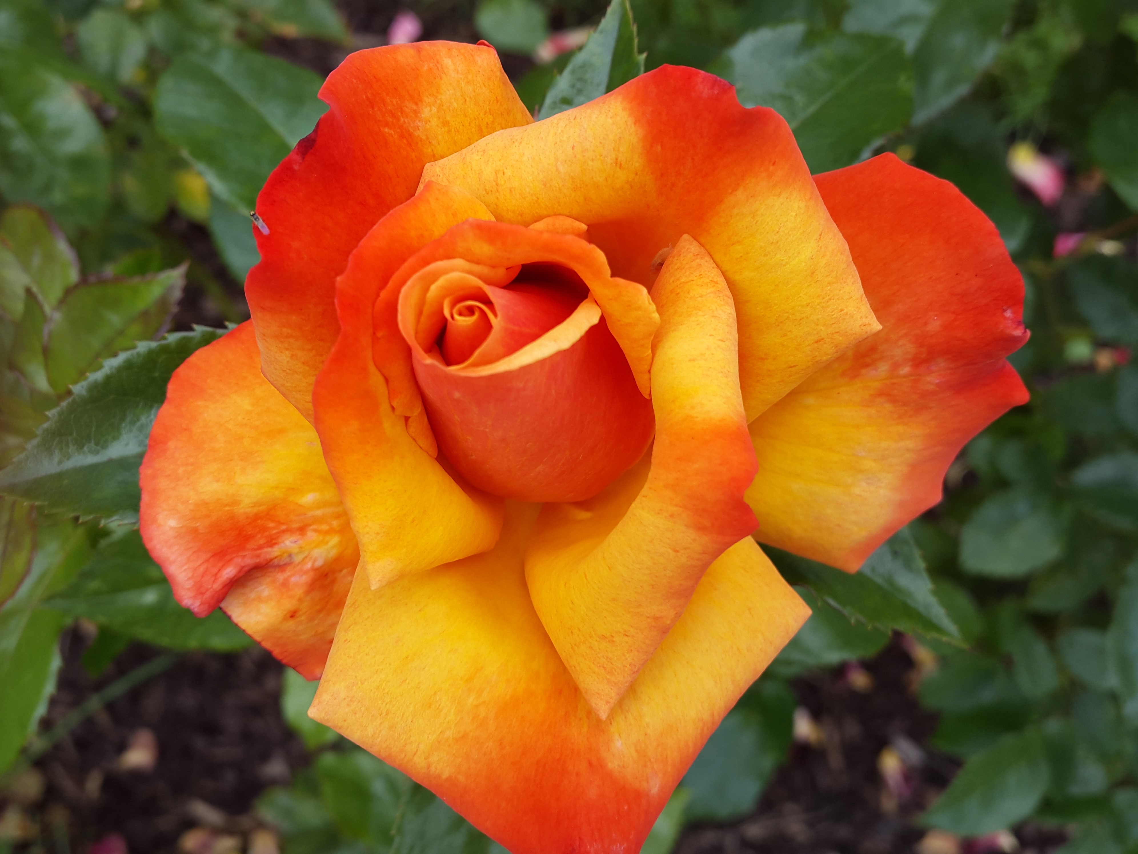 orange-rose