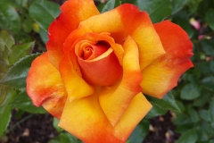 orange-rose