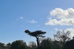 Cedar