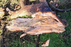 2022.11.03-Cedar-Rings-of-Life