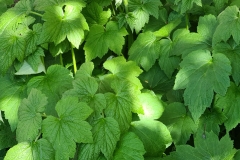 GI-Leaves