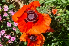 GI-Poppy