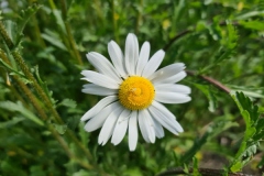GIdaisy