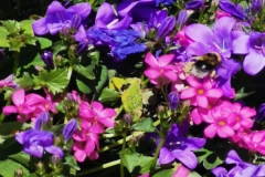 gi-bEE