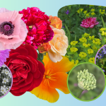 Celebrating Laudato Si’ Week: A Reflection on Creation’s Beauty