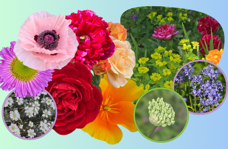 You are currently viewing Celebrating Laudato Si’ Week: A Reflection on Creation’s Beauty